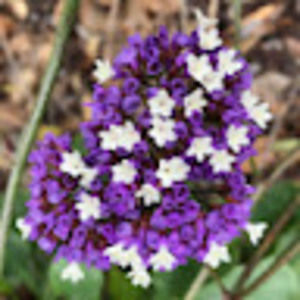 Meet your Posher, Joyce